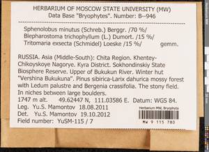 Sphenolobus minutus (Schreb. ex Cranz) Berggr., Гербарий мохообразных, Мхи - Прибайкалье и Забайкалье (B18) (Россия)