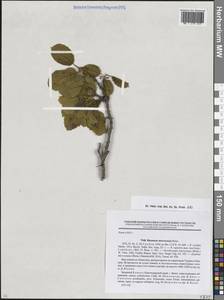 Atadinus microcarpus (Boiss.) Hauenschild, Кавказ, Краснодарский край и Адыгея (K1a) (Россия)