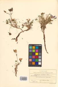 Остролодочник завернутый Ledeb., Сибирь, Чукотка и Камчатка (S7) (Россия)