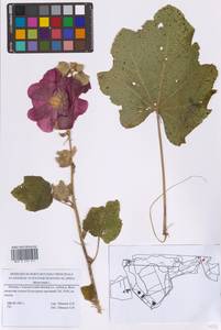 Шток-роза розовая L., Восточная Европа, Московская область и Москва (E4a) (Россия)