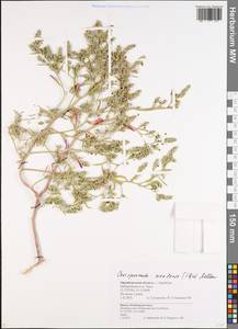 Corispermum squarrosum L., Восточная Европа, Восточный район (E10) (Россия)