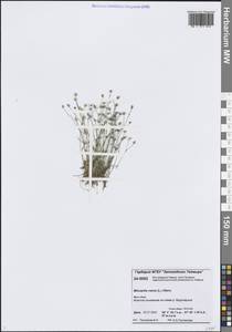 Минуарция весенняя, Сибирь, Центральная Сибирь (S3) (Россия)