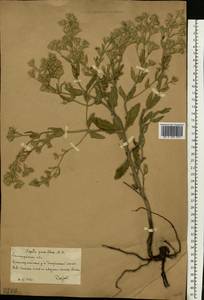 Nepeta ucranica subsp. parviflora (M.Bieb.) M.Masclans, Восточная Европа, Нижневолжский район (E9) (Россия)