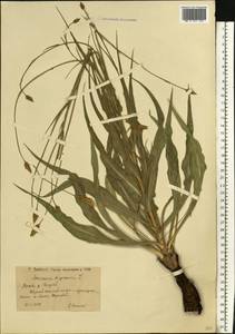 Pseudopodospermum tauricum (M. Bieb.) Vasjukov & Saksonov, Восточная Европа, Нижневолжский район (E9) (Россия)
