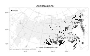 Achillea alpina, Тысячелистник альпийский, Чихотник альпийский L., Атлас флоры России (FLORUS) (Россия)