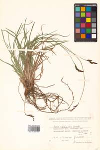 Осока жестковатая, Осока ложножесткая (Gorodkov) V.I.Krecz., Сибирь, Дальний Восток (S6) (Россия)