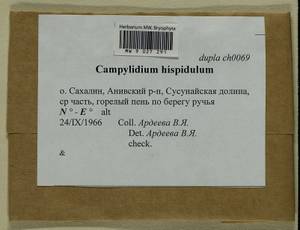 Campylophyllopsis hispidula (Brid.) Ochyra, Гербарий мохообразных, Мхи - Дальний Восток (без Чукотки и Камчатки) (B20) (Россия)