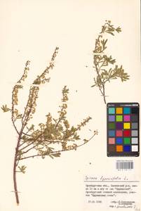 Спирея зверобоелистная, Таволга зверобоелистная L., Восточная Европа, Восточный район (E10) (Россия)