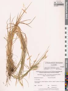 × Elyhordeum, Сибирь, Чукотка и Камчатка (S7) (Россия)