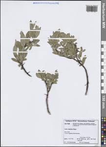 Ива ползучая Rupr., Сибирь, Центральная Сибирь (S3) (Россия)