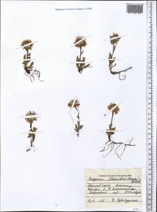 Tibetiodes flaccida (Bunge) G. L. Nesom, Средняя Азия и Казахстан, Северный и Центральный Тянь-Шань (M4) (Казахстан)