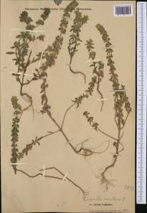 Железница горная L., Западная Европа (EUR) (Италия)