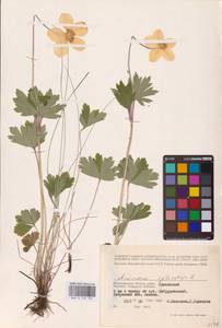 Ветреница лесная L., Восточная Европа, Нижневолжский район (E9) (Россия)