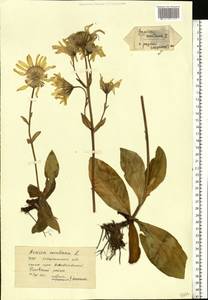 Арника горная L., Восточная Европа, Западно-Украинский район (E13) (Украина)