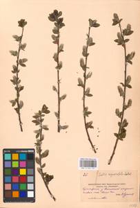 Ива мирзинолистная, Ива чернеющая Salisb., Восточная Европа, Московская область и Москва (E4a) (Россия)