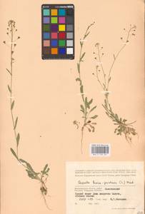 Пастушья сумка обыкновенная (L.) Medik., Восточная Европа, Нижневолжский район (E9) (Россия)