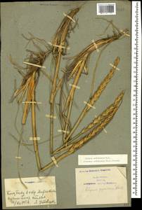 Волоснец кистистый, Колосняк кистистый (Lam.) Tzvelev, Кавказ, Азербайджан (K6) (Азербайджан)