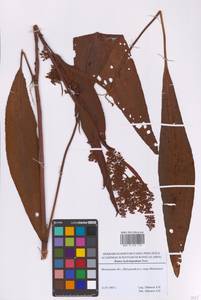 Щавель прибрежный (Scop.) Huds., Восточная Европа, Московская область и Москва (E4a) (Россия)