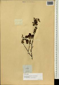 Desmodium styracifolium (Osbeck)Merr., Зарубежная Азия (ASIA) (Филиппины)