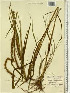 Pennisetum polystachion subsp. atrichum (Stapf & C.E.Hubb.) Brunken, Африка (AFR) (Мали)