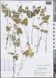 Майник двулистный (L.) F.W.Schmidt, Восточная Европа, Северо-Западный район (E2) (Россия)