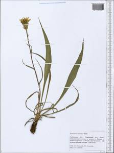Takhtajaniantha austriaca (Willd.) Zaika, Sukhor. & N. Kilian, Восточная Европа, Центральный лесостепной район (E6) (Россия)