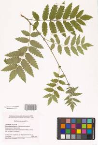 Рябина обыкновенная L., Восточная Европа, Центральный район (E4) (Россия)