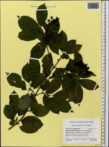 Свидина южная (C.A.Mey.) Jáv., Кавказ, Краснодарский край и Адыгея (K1a) (Россия)