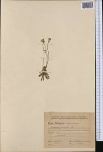 Androsace obtusifolia All., Западная Европа (EUR) (Словакия)