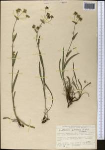 Володушка гульчинская O. Fedtsch. & B. Fedtsch., Средняя Азия и Казахстан, Северный и Центральный Тянь-Шань (M4) (Киргизия)