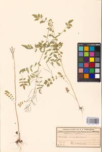 Сердечник недотрога L., Восточная Европа, Московская область и Москва (E4a) (Россия)