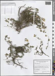 Солнцецвет, Зарубежная Азия (ASIA) (Иран)