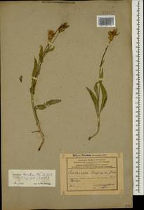 Aslia bicolor (Freyn & Sint.) Yild., Кавказ, Азербайджан (K6) (Азербайджан)