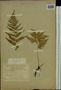 Pteridium aquilinum subsp. pinetorum (C. N. Page & R. R. Mill) J. A. Thomson, Восточная Европа, Центральный лесной район (E5) (Россия)