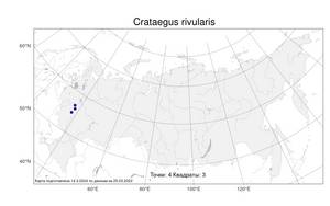 Crataegus rivularis, Боярышник ручейный Nutt. ex Torr. & A. Gray, Атлас флоры России (FLORUS) (Россия)