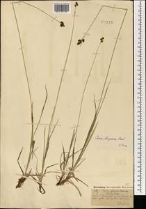 Осока средняя R.Br., Монголия (MONG) (Монголия)