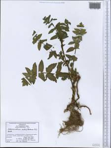 Helosciadium nodiflorum subsp. nodiflorum, Средняя Азия и Казахстан, Западный Тянь-Шань и Каратау (M3) (Таджикистан)