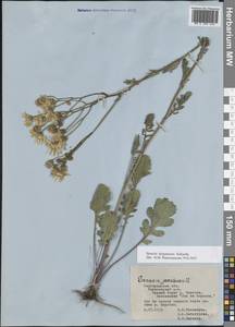 Якобея ферганская (Schischk.) B.Nord., Восточная Европа, Центральный лесостепной район (E6) (Россия)