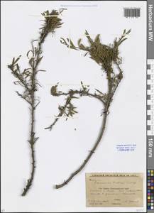 Rhamnus erythroxyloides subsp. erythroxyloides, Кавказ, Краснодарский край и Адыгея (K1a) (Россия)