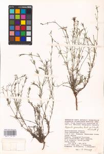 Cynanchica graveolens (M.Bieb. ex Schult. & Schult.f.) P.Caputo & Del Guacchio, Восточная Европа, Ростовская область (E12a) (Россия)