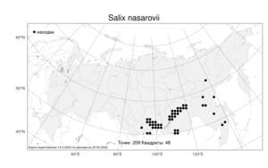 Salix nasarovii, Ива Назарова A. K. Skvortsov, Атлас флоры России (FLORUS) (Россия)