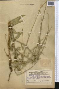 Хондрилла сероватая Kar. & Kir., Средняя Азия и Казахстан, Западный Тянь-Шань и Каратау (M3) (Казахстан)