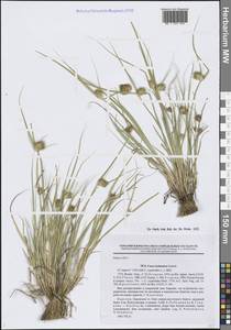 Осока богемская Schreb., Восточная Европа, Северный район (E1) (Россия)