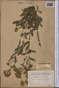 Chrysopsis mariana (L.) Ell., Америка (AMER) (США)