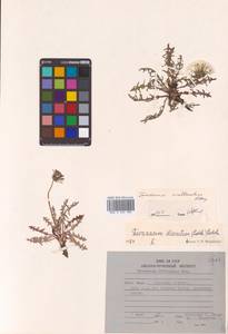 Одуванчик рассеченнолистный (Ledeb.) Ledeb., Сибирь, Дальний Восток (S6) (Россия)