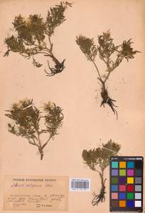 Горицвет волжский, Адонис волжский DC., Восточная Европа, Восточный район (E10) (Россия)