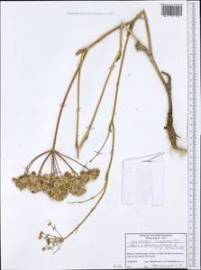 Leiotulus involucratus (Boiss. & Spruner) Pimenov & Ostr., Западная Европа (EUR) (Греция)