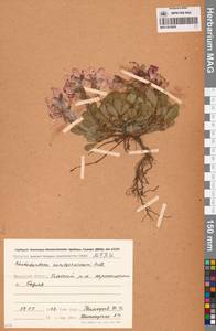 Рододендрон камчатский Pall., Сибирь, Чукотка и Камчатка (S7) (Россия)