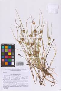 Осока богемская Schreb., Восточная Европа, Северный район (E1) (Россия)