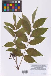 Бархат амурский Rupr., Восточная Европа, Московская область и Москва (E4a) (Россия)